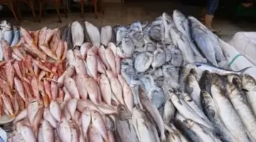 البلطي بكام في السوق؟.. أسعار الأسماك في القليوبية اليوم الإثنين 6 – 4 – 2026